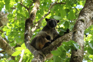 Tree Kangaroo
