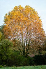 Naklejka premium Un arbre