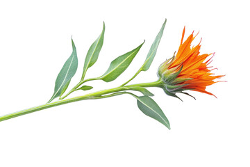 Vibrant orange safflower flower and stem isolated on transparent background. Safflower isolated on white background.