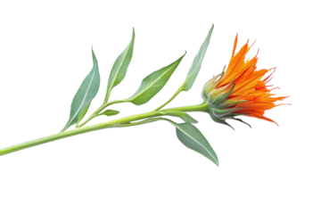 Vibrant orange safflower flower and stem isolated on transparent background. Safflower isolated on white background.