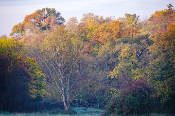 For&ecirc;t en automne