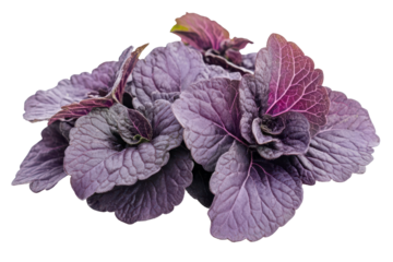 Dark red shiso plant leaves isolated on transparent background. Shiso isolated on white background.