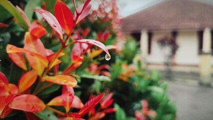 A close-up of fresh red and orange leaves with a raindrop hanging from the tip, capturing the calm beauty of nature after rain near a blurred house background