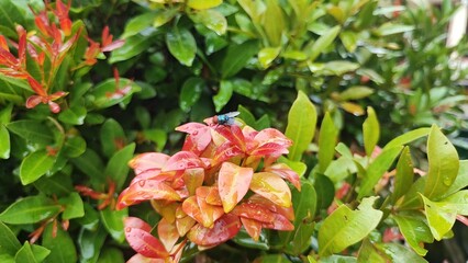 Close-up of vibrant orange and green leaves with raindrops and a fly perched on top, showcasing the natural freshness and vivid beauty of tropical foliage after rainfall