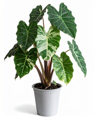 Alocasia variegated in the tree pot