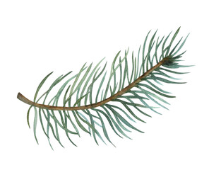 Watercolor illustration of a pine branch on transparent background.