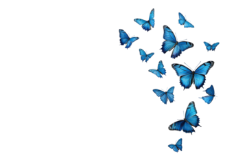 A swarm of blue butterflies flying upwards isolated on transparent background. Butterfly flying isolated on white background.