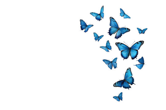 A swarm of blue butterflies flying upwards isolated on transparent background. Butterfly flying isolated on white background.