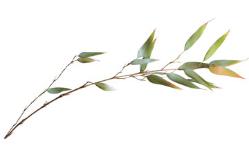 Obraz premium Bamboo stem with new spring leaves isolated on transparent background. Bamboo stem with leaves isolated on white background.