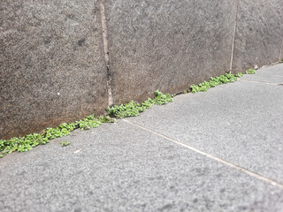 Fototapeta premium Green Weeds Grow in the gaps between the walls