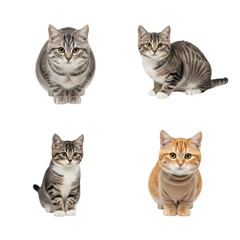 Adorable kitten collection for your pet projects