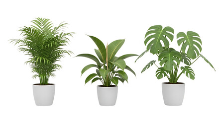 Fototapeta premium Houseplants, Three Potted Including a Palm, Bird of Paradise, and Monstera Deliciosa, cutout, PNG isolated on white or transparent background