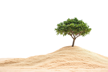 Small green tree growing on a mound of earth isolated on transparent background. Small tree on a sand hill isolated on white background.