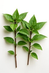 Thai basil on white background