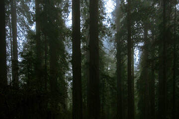 California redwood trees (Sequoia sempervirens) in early morning light, Lady Bird Johnson Grove Trail, California, USA