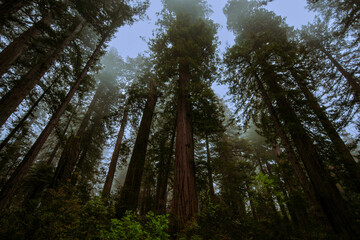 California redwood trees (Sequoia sempervirens) in early morning light, Lady Bird Johnson Grove Trail, California, USA