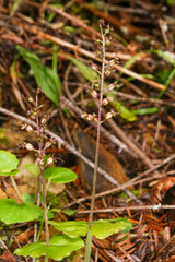 Heartleaf Twayblade (Neottia cordata), Orchid growing on Forest Floor in Northern California