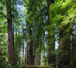 Coast Redwood Trees (Sequoia sempervirens) in Northern California Forest