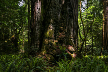 Trunks of Coast Redwood Trees (Sequoia sempervirens) in Northern California Forest