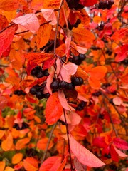 Colorful autumn bush with red and orange leaves and berries