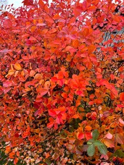 Colorful autumn bush with red and orange leaves and berries