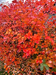 Colorful autumn bush with red and orange leaves and berries