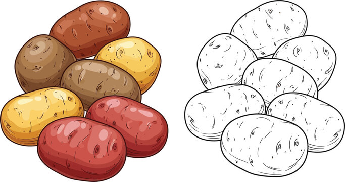 Collection of fresh potatoes in different colors and a line art representation for easy coloring and design isolated on transparent background