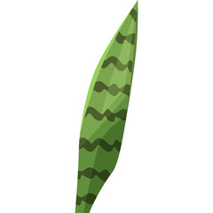 Green Sansevieria Leaf With Dark Stripes Isolated On White Background