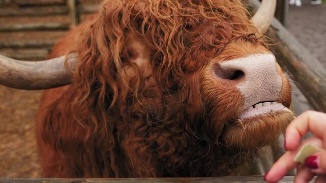 Highland cow licking cabbage leaf in farm enclosure