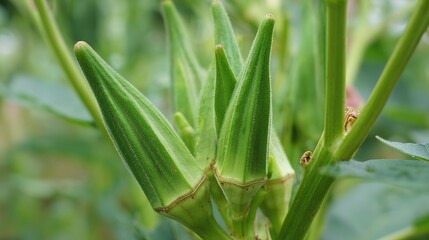 Okra Pods Stacked on Dark Background in Close-Up