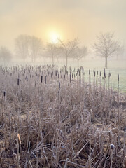 Bulrush plants a cold misty winter morning with the sun in a public park