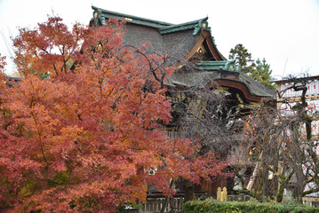 雨あがりの北野天満宮　濡れたモミジと三光門(京都市上京区)