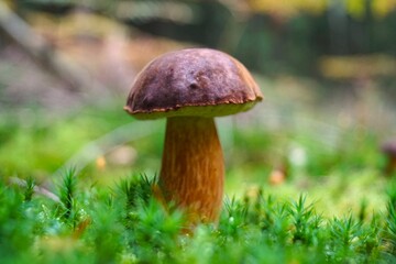 a girl cuts a mushroom