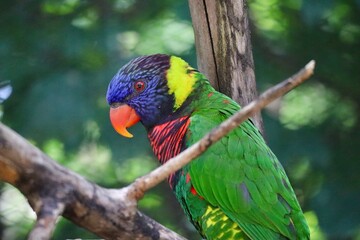 A colorful parakeet