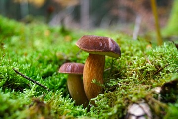 mushrooms in the forest
