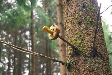 mushrooms in the forest