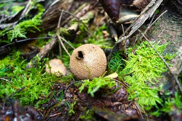 mushrooms in the forest