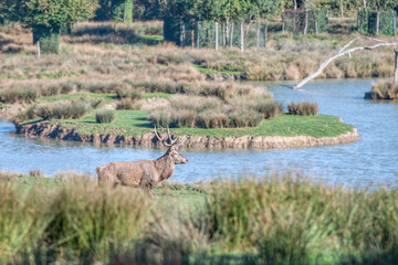 deer bellow during the rut