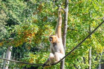 gibbon hanging in a tree