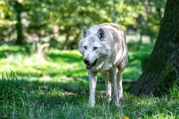 a black wolf in the woods