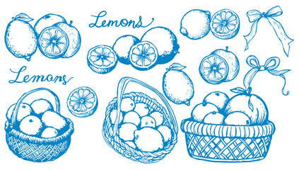 Fototapeta premium Lemons Set Sketch Line Drawing Style. Line Art Fruit Sketch on White Background. Citrus Contour Outline Illustration. Vector EPS 10.