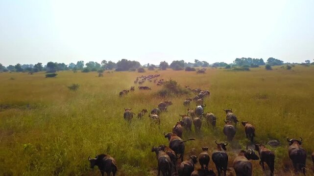 Rapid aerial drone shot passing above a moving herd of African buffalos (Syncerus caffer) grazing in tall golden grass, Murchison Falls National Park, Uganda.