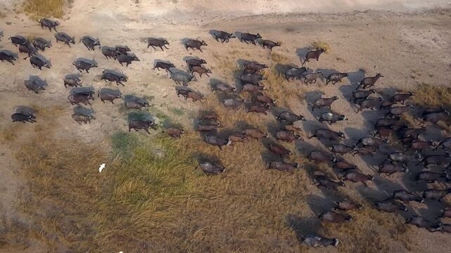 Drone shot of African buffalo (Syncerus caffer) herd moving quickly over dry, sandy ground mixed with yellow grass, typical Murchison Falls National Park region, Uganda.