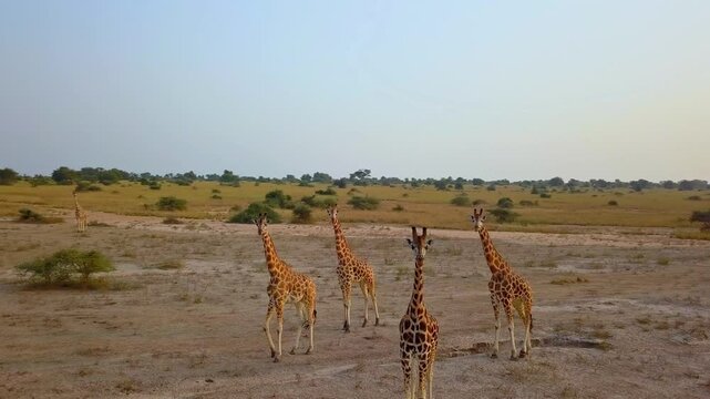 A drone orbits above a herd of giraffes Giraffa camelopardalis roaming the vast savanna of Murchison Falls National Park, Uganda. Dry vegetation, open plains and African wildlife in panorama.