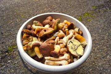 a full bucket of mushrooms