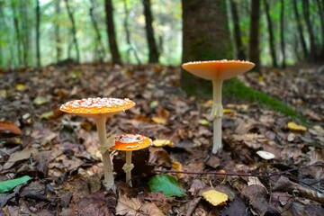 mushrooms in the forest