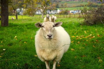 sheep in a pen