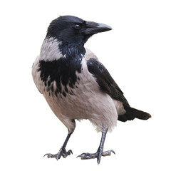 Close-up portrait of a young hooded crow isolated on white background.