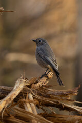 black redstart (Phoenicurus ochruros) female bird.