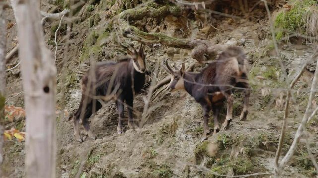Static medium shot of two dark-furred chamois goats standing on a rugged, steep, mossy rock wall with green foliage. Depicts high-altitude wildlife and challenging terrain.